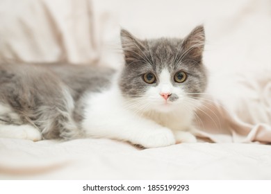 beautiful gray-white kittens on a monochrome background