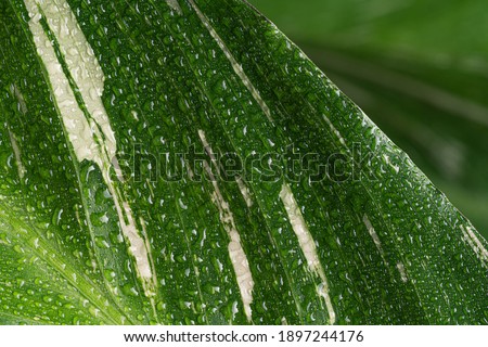 Beautiful grean leaf texture with drops of water, close up. After rain. Long banner with copy space. 