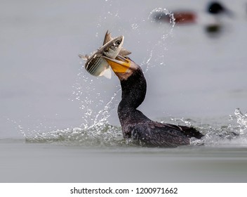 Beautiful Great Cormorant