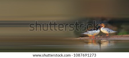 Similar – Great crested grebe displaying mating feathers on water