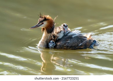 Beautiful Great Crested Grebe, waterbird (Podiceps cristatus) with juvenile on his back. Great crested grebe with youngsters. Gelderland in the Netherlands - Shutterstock ID 2167723251