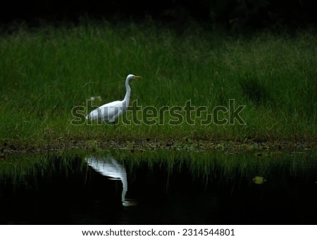 the beautiful great egret on grassland with reflection on water body.
