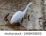 A beautiful Great Egret on a winter morning.  They are tall, long-legged wading birds with long, S-curved necks and long, dagger-like bills.  Their feathers are all white, bills are yellowish-orange.