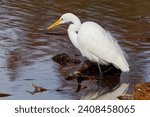 A beautiful Great Egret on a winter morning.  They are tall, long-legged wading birds with long, S-curved necks and long, dagger-like bills.  Their feathers are all white, bills are yellowish-orange.
