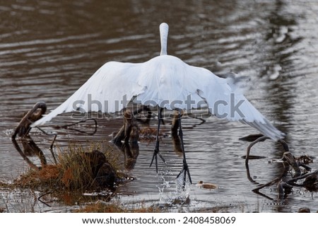 A beautiful Great Egret preparing to takeoff on a winter morning.  They're tall wading birds with long, S-curved necks and long, dagger-like bills.  Their feathers are all white, bills are yellowish.