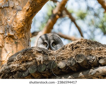 Beautiful Great Gray Owl bird sitting on a tree branch