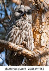 Beautiful Great Gray Owl bird sitting on a tree branch