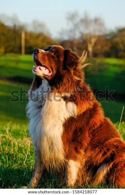 how big do border collie and great pyernes pups get