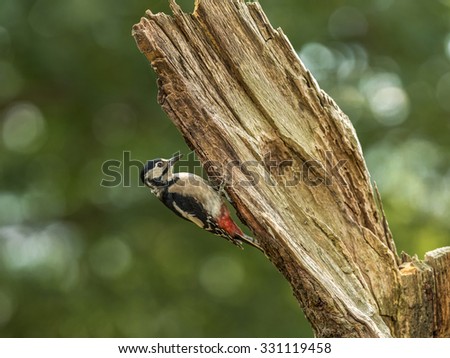 Beautiful Great Spotted Woodpecker (Dendrocopos major) foraging in a natural woodland forest setting, depicted perched on an old dilapidated tree branch, surveying its surroundings.