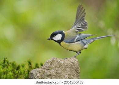 A beautiful great tit sitting on a stone. Parus major.
