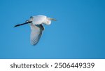 A beautiful great white egret flying in the blue sky, south Ontario, Canada