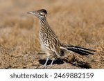 Beautiful Greater Roadrunner Bird Profile