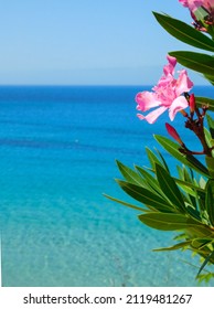 Beautiful Greece, Blue Sea, Beach And Pink Flowers