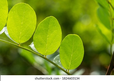 Beautiful Green Acacia Tree Leaves