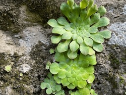 Beautiful Green Aeonium Tabuliforme Succulent Plant Close Up Growing On A Stony Surface On Madeira Island