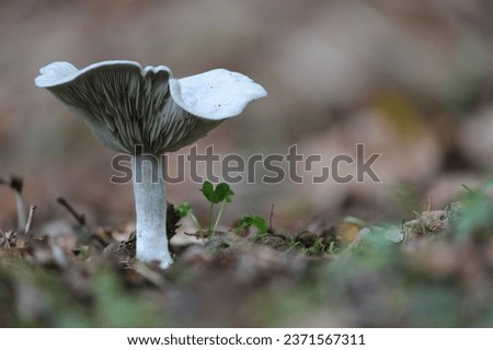 A beautiful green anise funnel mushroom among the autumn leaves.