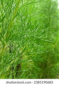 Beautiful Green Artemisia Scoparia For Wallapaper