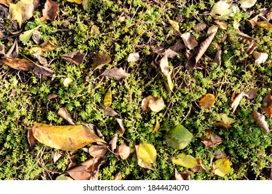 Beautiful Green Background Of Fresh Grass And Autumn Leaves.  Bright Autumn Grass In The Country.  Soft Sedum Lawn.