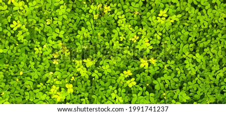 Beautiful green background with leaf or plant texture