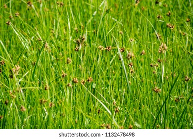 Beautiful Green Background Marsh Grass Bright Stock Photo 1132478498 ...