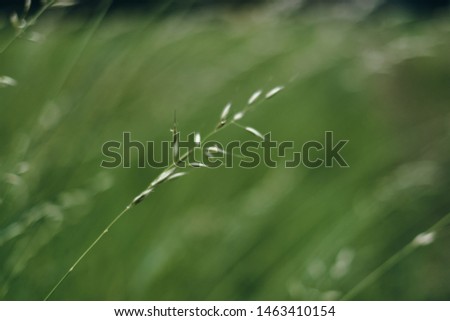 Similar – Image, Stock Photo a little flower blooms on a grassy meadow