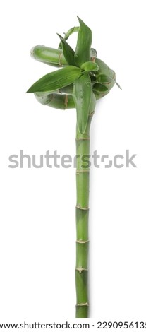 Beautiful green bamboo stem with leaves on white background, top view