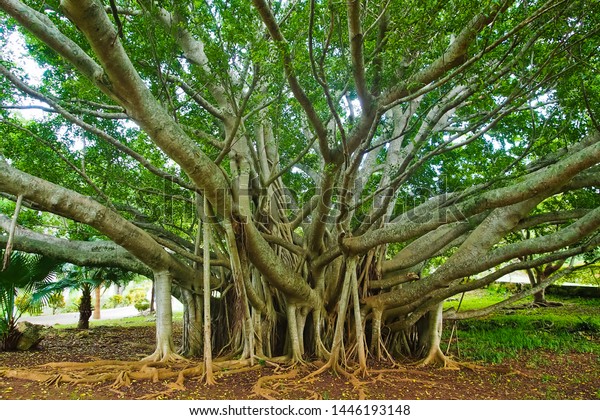 Beautiful Green Banyan Tree Near Crystal Stock Photo (Edit Now) 1446193148