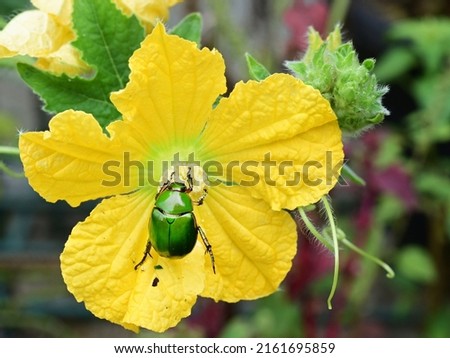 Beautiful green beetle Heterorrhina elegans (or Mimela splendens) on a male pumpkin flower in the garden.