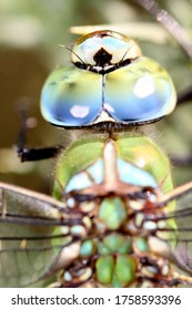 Beautiful Green And Blue Dragonfly, Macro Wild Life Photography