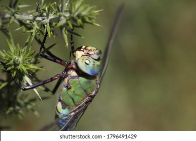 beautiful green and blue dragonfly, wild life photography