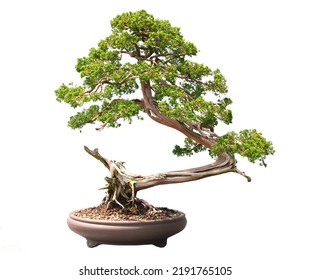Beautiful green bonsai tree pot, isolate whtie