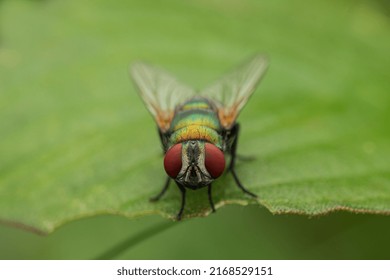 A beautiful green bottle fly or blow fly sitting on a leaf. They belong to Lucilia genera.