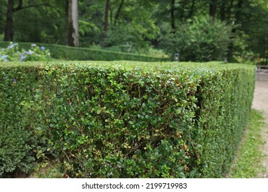 Beautiful Green Boxwood Hedge Outdoors. Landscape Design