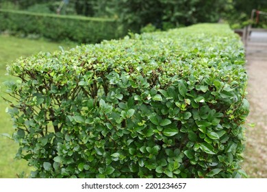 Beautiful Green Boxwood Hedge Outdoors. Landscape Design