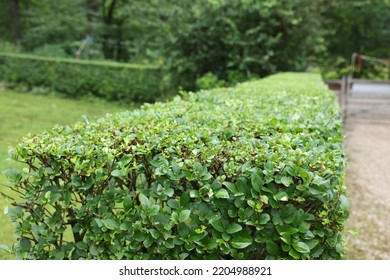 Beautiful Green Boxwood Hedge Outdoors. Landscape Design