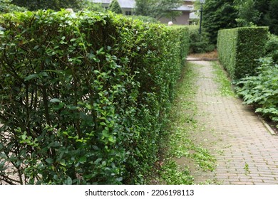 Beautiful Green Boxwood Hedge Outdoors. Landscape Design