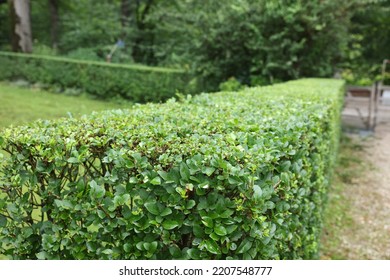 Beautiful Green Boxwood Hedge Outdoors. Landscape Design