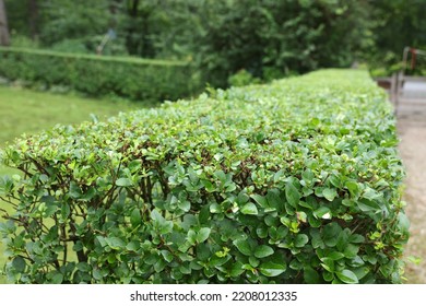 Beautiful Green Boxwood Hedge Outdoors. Landscape Design