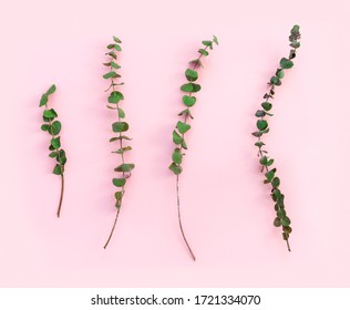 Beautiful green branches of dry eucalyptus on pink paper background.
Flat lay, top view, copy space concept.
