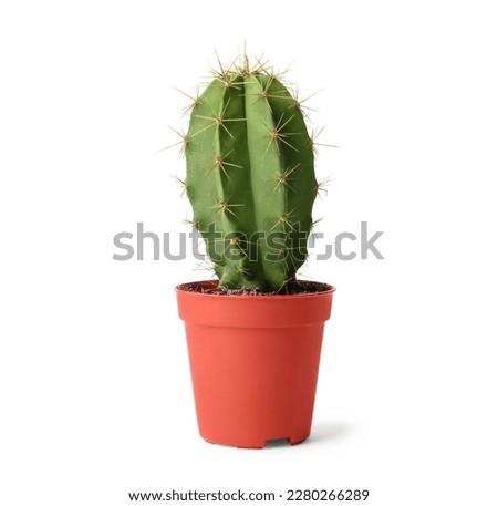 Beautiful green cactus in pot isolated on white