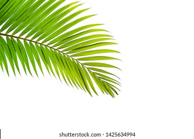 Beautiful green coconut leaf isolated on white background with clipping path for design elements, tropical leaf, summer background - Shutterstock ID 1425634994