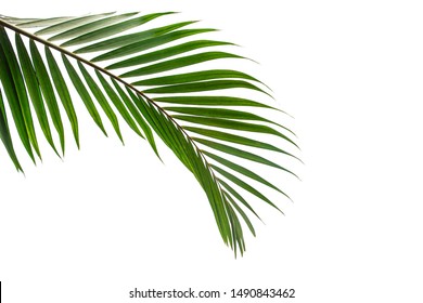 Beautiful green coconut leaf isolated on white background with clipping path for design elements, tropical leaf, summer background