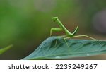 A beautiful green coloured praying mantis