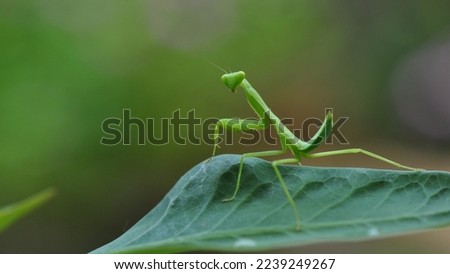 A beautiful green coloured praying mantis