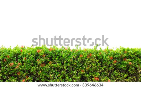 Similar – greenwall Bushes Green