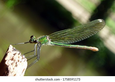 Beautiful Green Dragonfly, Macro Wild Life Photography