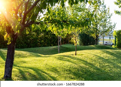 Beautiful Green English Fruit Tree Garden With Mown Grass Lawn Hills, Knolls And Hilloks At Warm Evening Sunset Day Time. Landscape Design , Maintenance, Service And Gardening