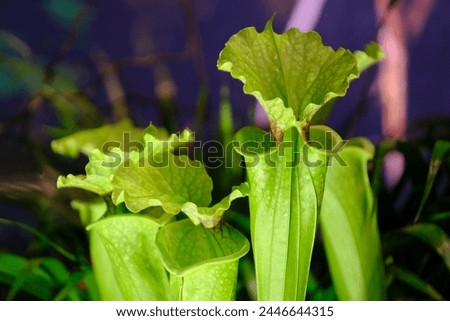 Beautiful green exotic plants of Sarracenia flava x oreophila. It is insectivorous plant.