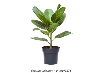 Beautiful green ficus isolated on white - Shutterstock ID 1490193275