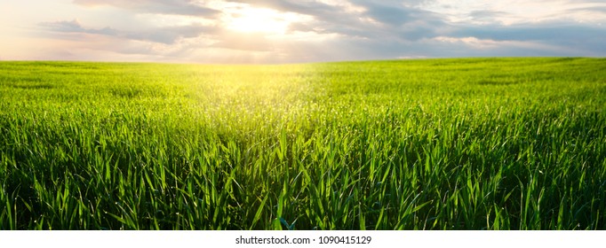Beautiful green field of young wheat in the morning at dawn in sunlight landscape, panoramic view. Cereal sprouts close-up in nature